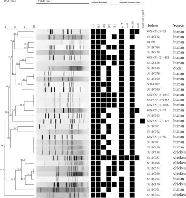 Molecular Identification of Multidrug-Resistant Campylobacter Species From Diarrheal Patients and Poultry Meat in Shanghai, China